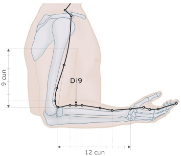 Dickdarmmeridian - Di9